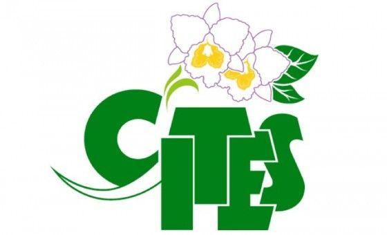Cites Logo - CITES COP 16: Opening and Plenary, Happy 40th, CITES!