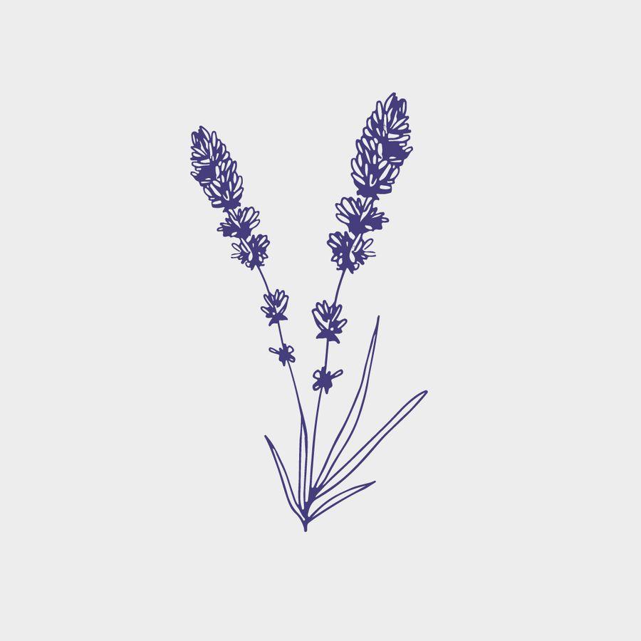 Lavender Logo - Entry #2 by Irfan80Munawar for sketch a drawing of lavender | Freelancer