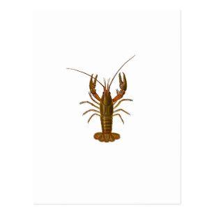 Crayfish Logo - Crawfish Logo Postcard