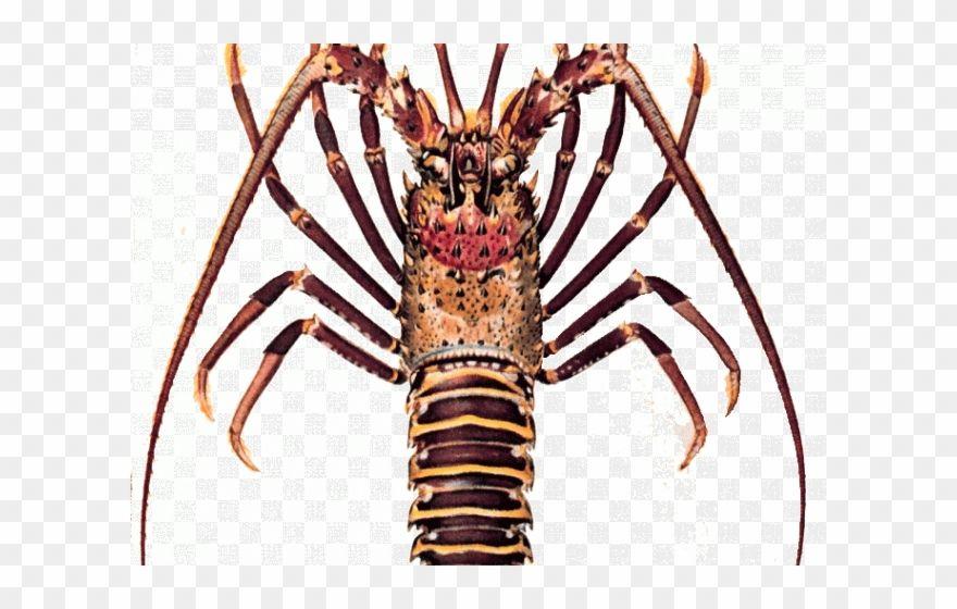 Crayfish Logo - Crayfish Clipart Kawaii - Spiny Lobster - Rock Lobster Logo Note ...