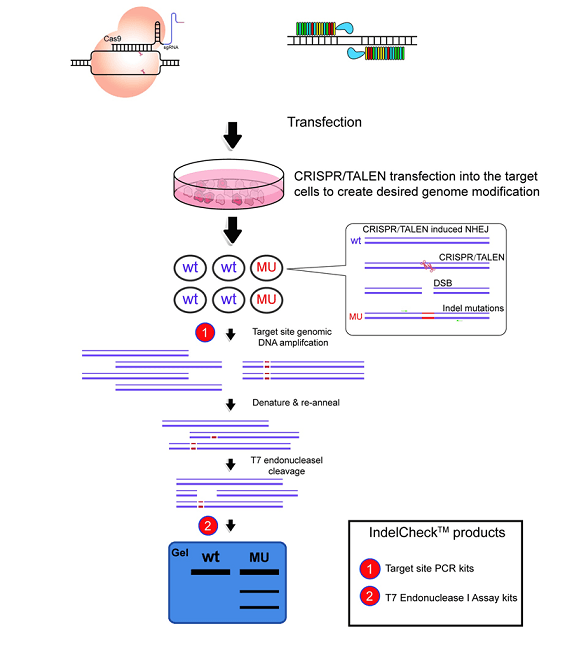 Indel Logo - Indel Detection