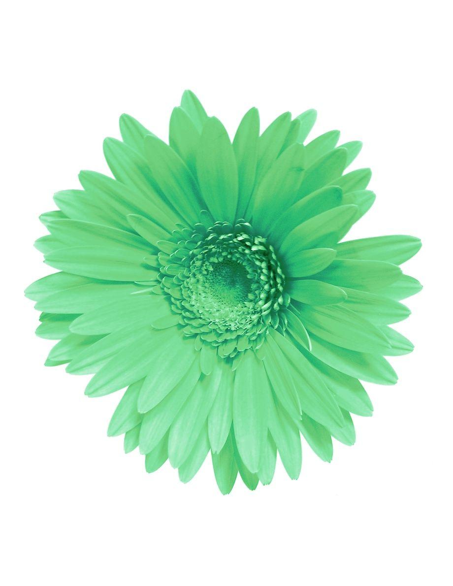Green Daisy Logo - the-daisy-logo-copy - Shear Serenity