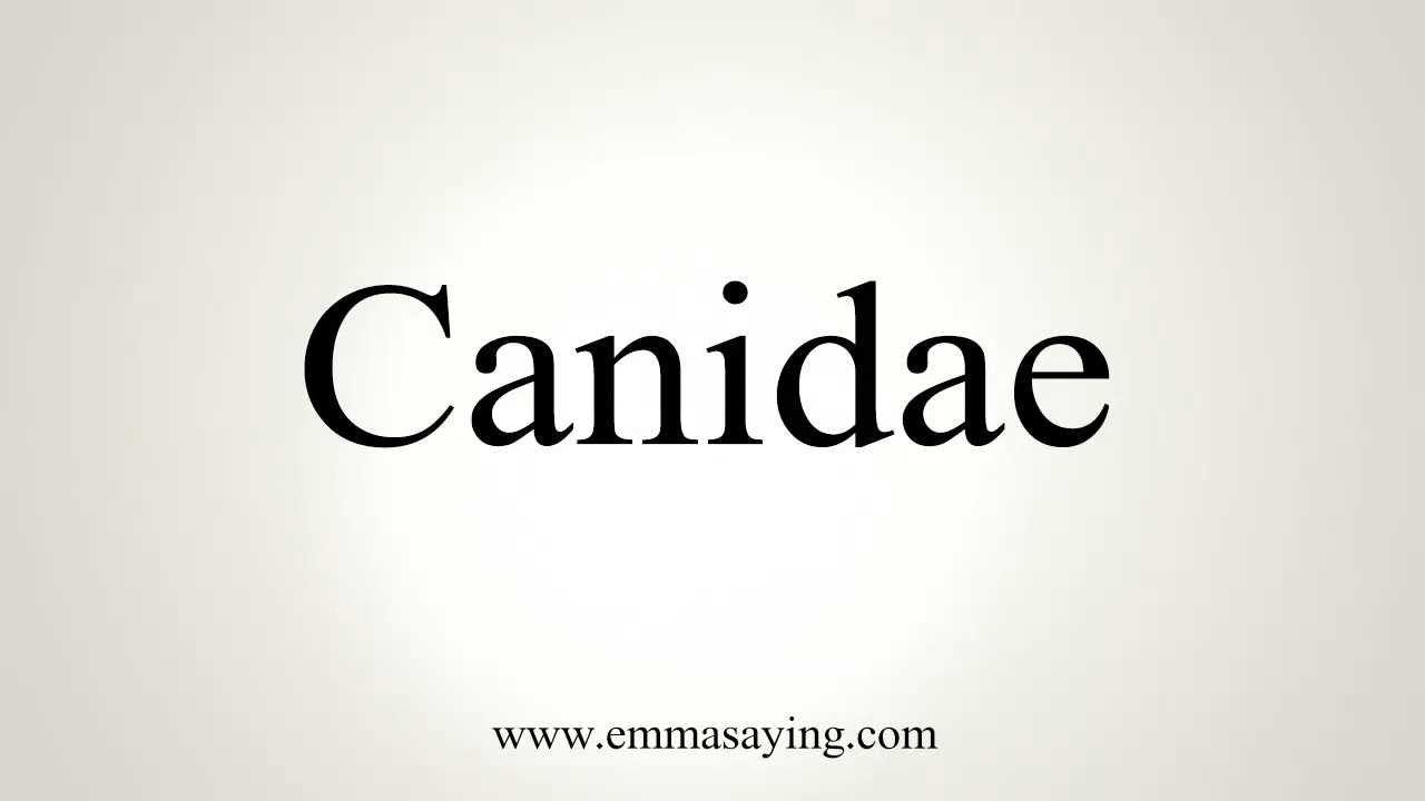 Canidae Logo - How to Pronounce Canidae