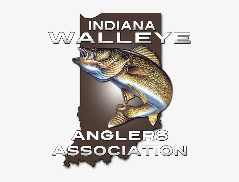 Walleye Logo - Walleye Logo Transparent PNG Download
