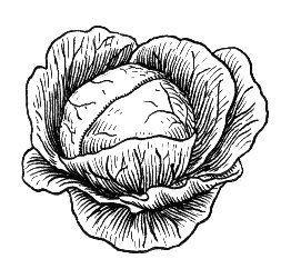 Cabbage Logo - cabbage logo | TRF | Cabbage, Logos, Logos design