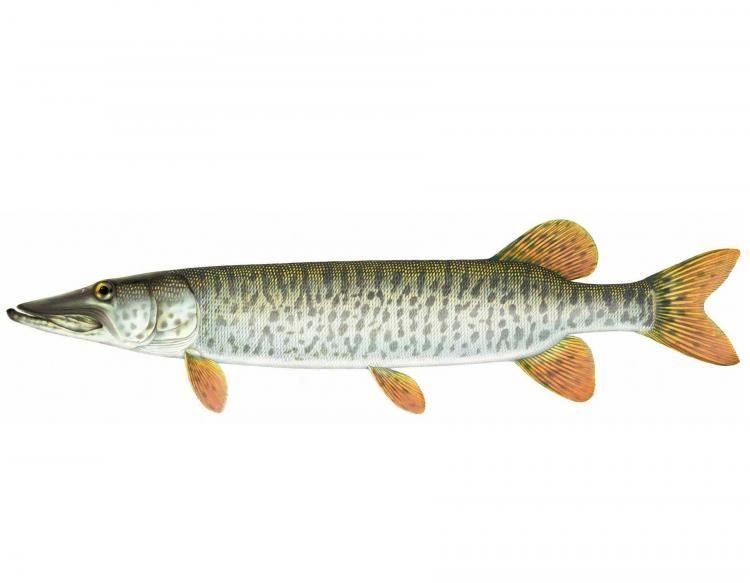 Muskellunge Logo - Muskellunge | MDC Discover Nature