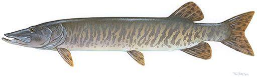 Muskellunge Logo - DNR: Muskie Fishing