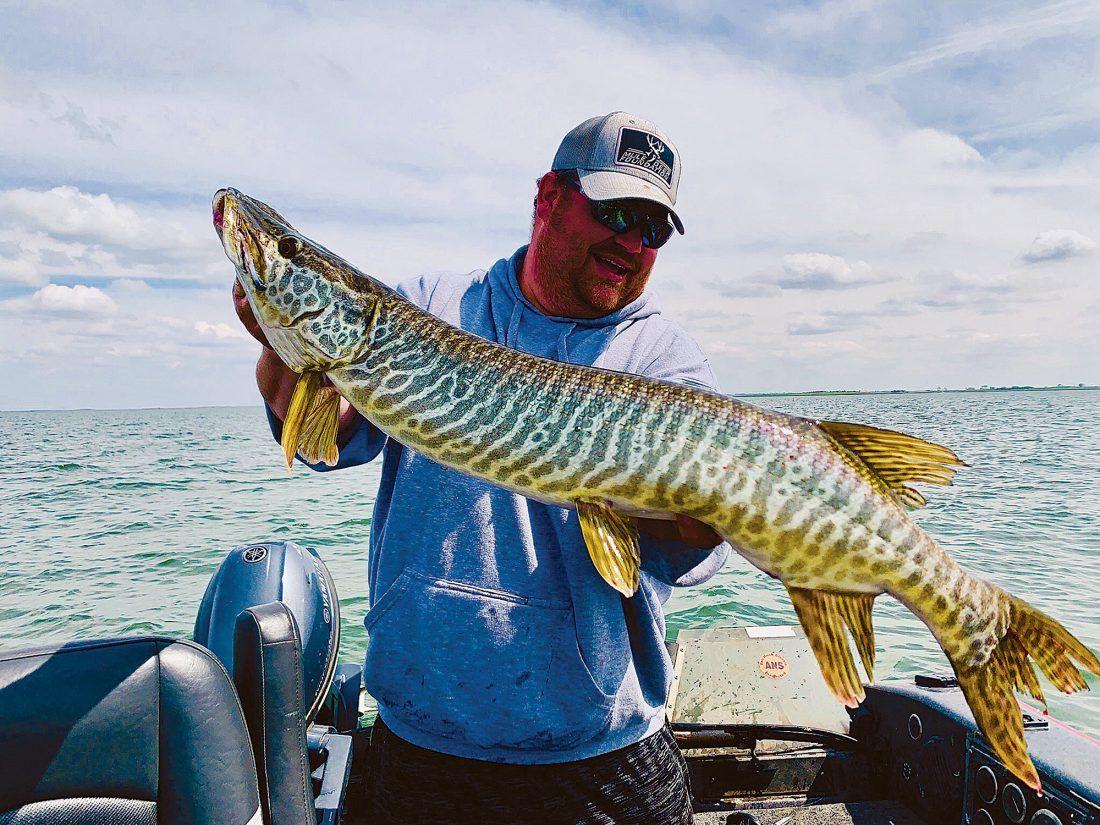 Muskellunge Logo - Lake Audubon's muskies | News, Sports, Jobs - Minot Daily News