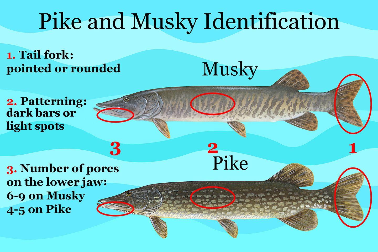 Muskellunge Logo - Muskie vs. Pike: All You Need to Know