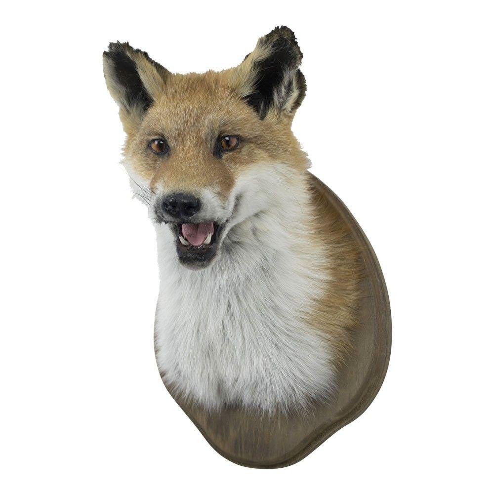 Vulpes Logo - trophy fox (vulpes vulpes)
