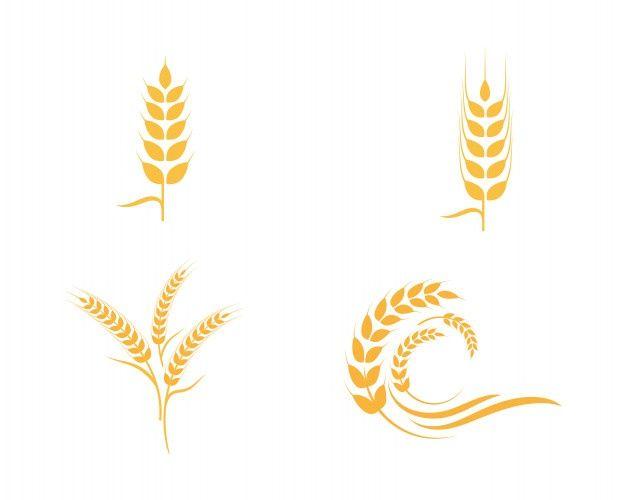 Barley Logo - Agriculture wheat logo template Vector | Premium Download