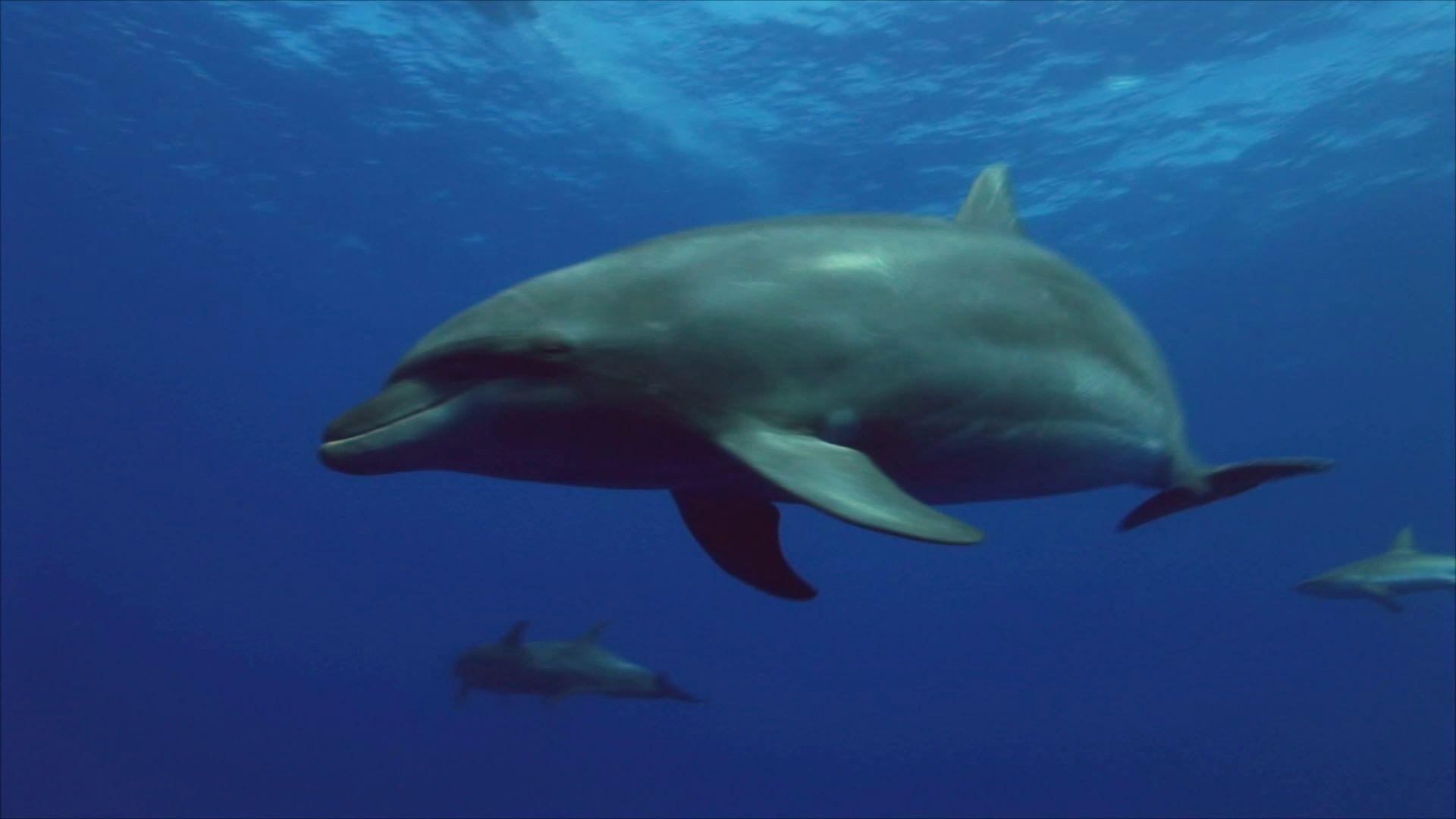 Bottlenose Logo - Bottlenose Dolphins playing in clear blue water of the pacific ocean ...