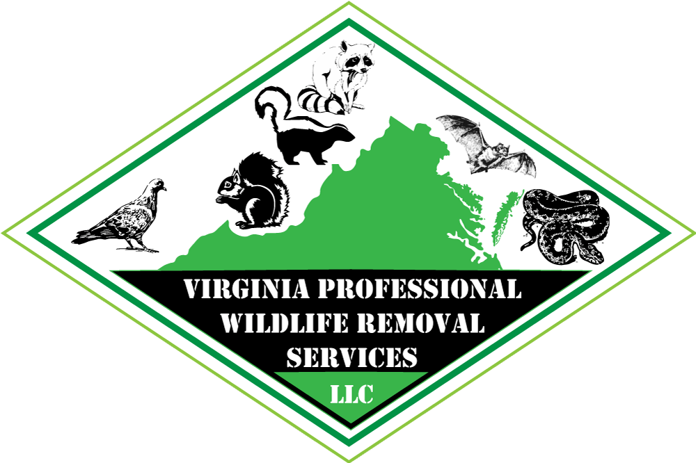 Muskrat Logo - Muskrats Trapping, Removal, Management & Control in Virginia