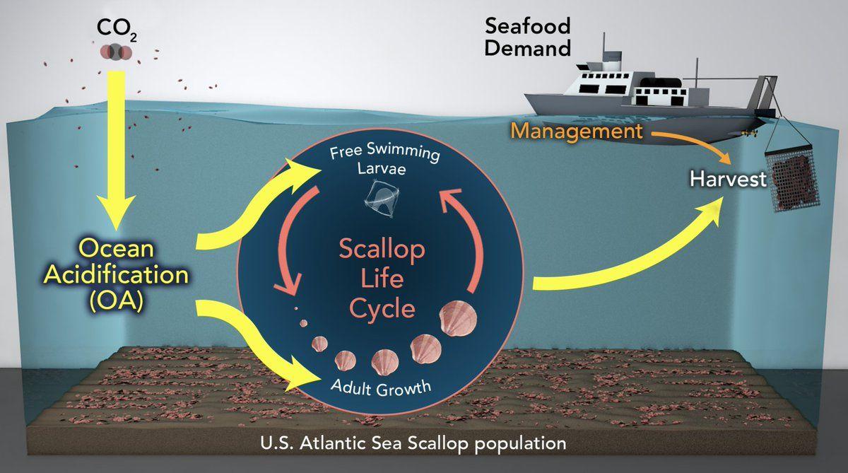 Whoi Logo - WHOI collaborative study with @NOAAFish_NEFSC