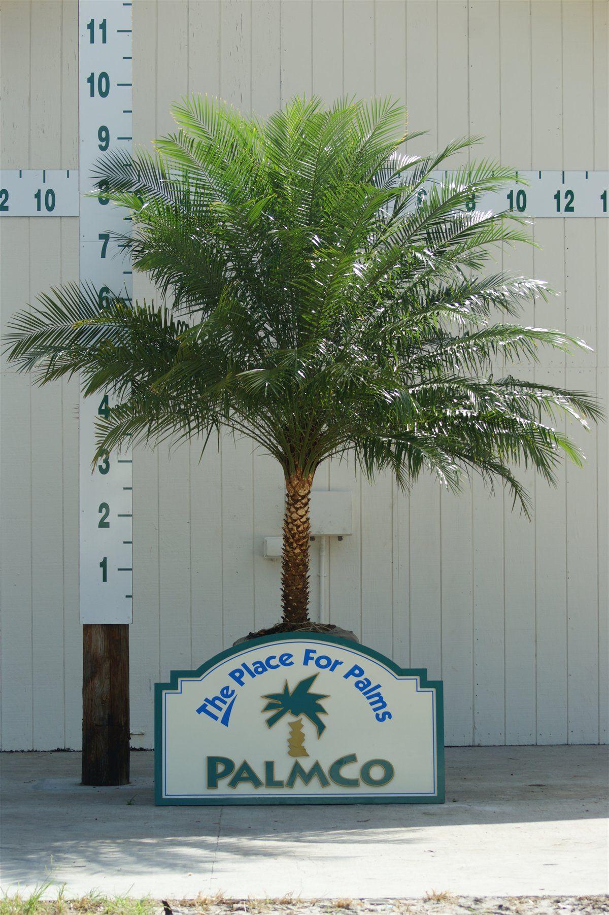 Palmco Logo - Roebelenii | Phoenix Roebelenii | Palmco - Wholesale Palms, Florida