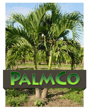 Palmco Logo - Palm Co • Beautiful Boundaries Lawn and LandscapingBeautiful ...