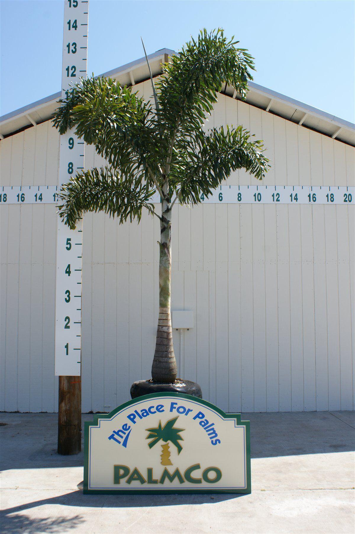 Palmco Logo - Foxtail Palm. Wodyetia Bifurcata. Palmco Palms, Florida