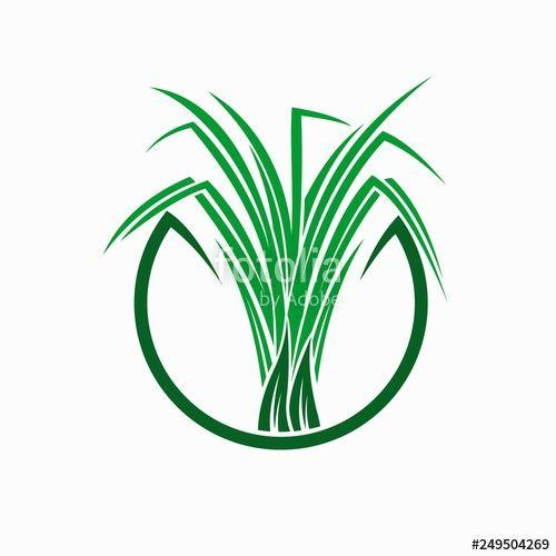 Lemongrass Logo - Lemongrass Vector Logo Stock Image And Royalty Free Vector Files