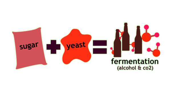 Causata Logo - La fermentazione - Omar Busi