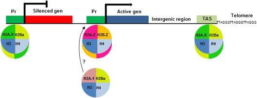 H2A Logo - Canonical histone H2Ba and H2A.X dimerize in an opposite genomic