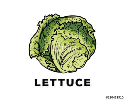 Lettuce Logo - Hand Drawing Vector Fresh Green Lettuce Vegetable Agriculture Sign ...