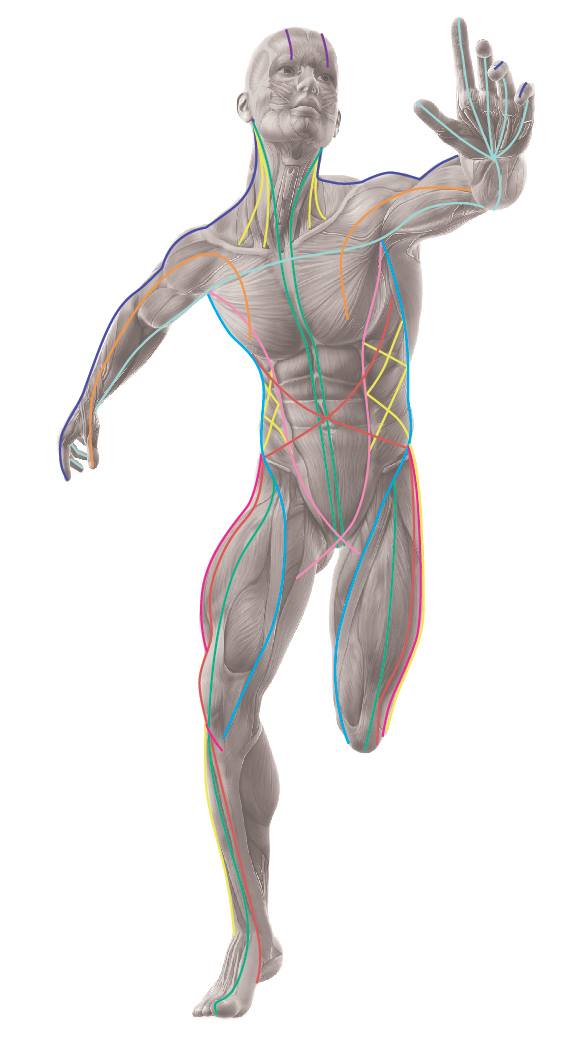 Anatomical Logo - Anatomy Trains and ATSI — BODY IN FOCUS