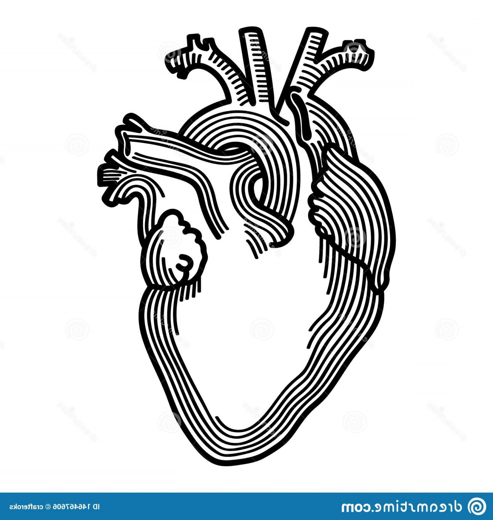 Anatomical Logo - Anatomical Heart Hand Drawn Crafteroks Svg Free Free Svg File Eps