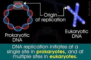 Buzzle.com Logo - DNA | Buzzle.com