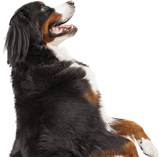 VetGuard Logo - VetGuard Plus for Dogs - VetIQ