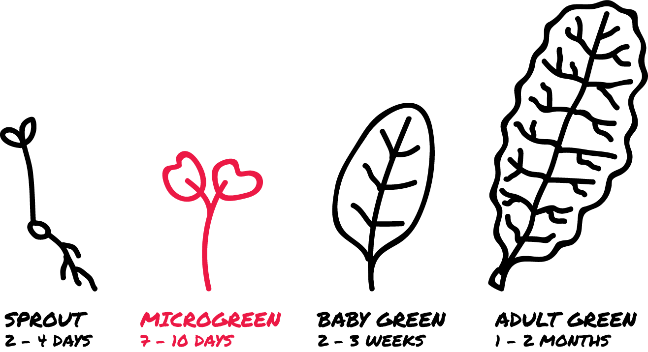 Microgreens Logo - Grow nutritious greens year-round.
