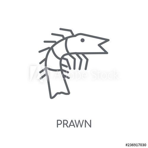 Prawn Logo - Prawn linear icon. Modern outline Prawn logo concept on white ...