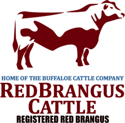 Brangus Logo - Red Brangus Cattle, Buffaloe Cattle Company, Texas – Red Brangus ...