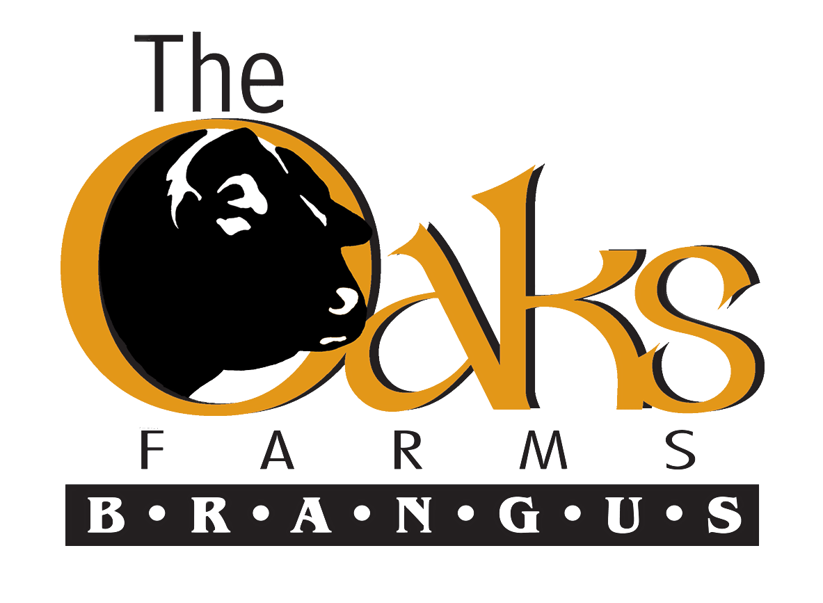 Brangus Logo - HOME Oaks Farm