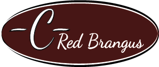 Brangus Logo - C- Red Brangus Cattle. -C- Red Brangus is an industry leader