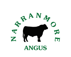Angus Logo - Narranmore angus logo - studstocksales.com