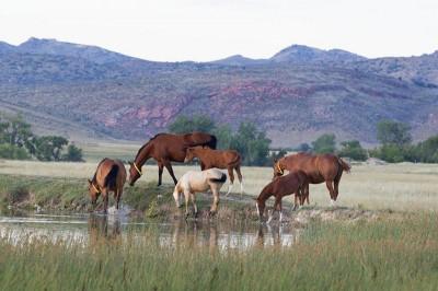 Wagonhound Logo - Wyoming's Leader In Horse Breeding, Red Angus Cattle, Farming ...