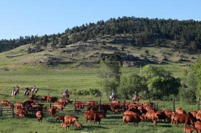 Wagonhound Logo - Wyoming's Leader In Horse Breeding, Red Angus Cattle, Farming ...