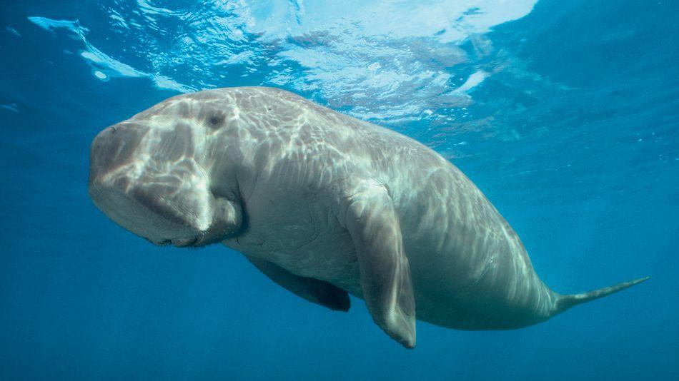 Dugong Logo - Researchers are using drones and AI to count dugongs in the ocean
