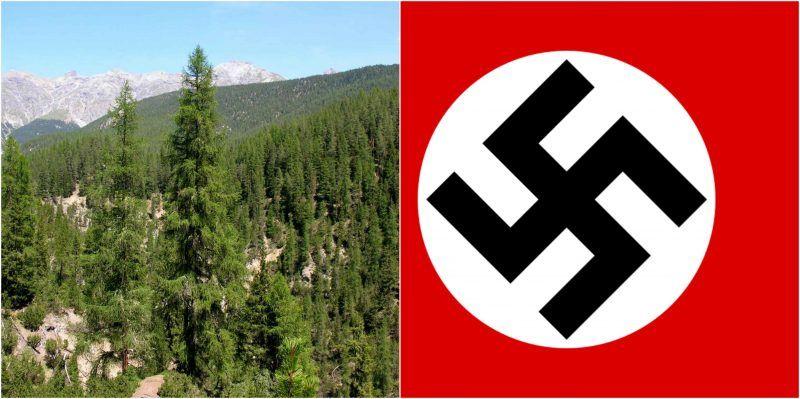 Nazi Logo - Nazi Nature: Mysterious WWII forest swastika remained unnoticed ...