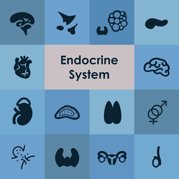Endocrinology Logo - Home