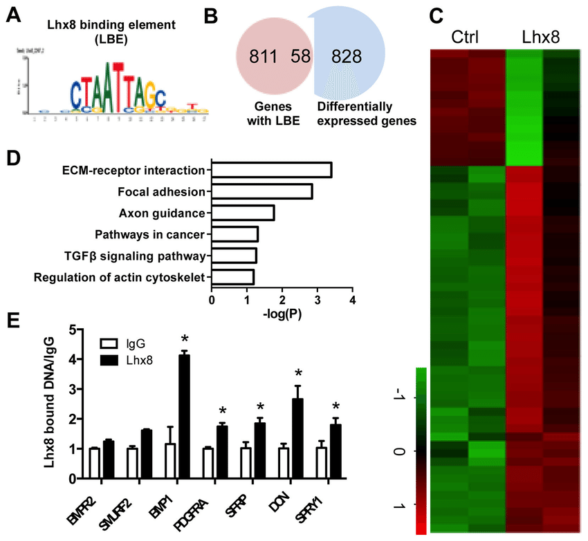 Wnt Logo - Lhx8 transcriptionally activates Wnt and TGFβ pathways (A) Sequence ...