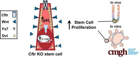 Wnt Logo - Cftr Modulates Wnt/β-Catenin Signaling and Stem Cell Proliferation