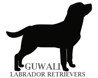 Labrador Logo - Guwali Labrador Retrievers – Registered Breeders of Labrador ...