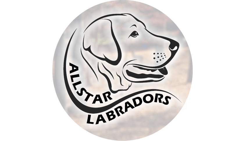 Labrador Logo - Labrador Retriever: Standard - Allstar Labradors