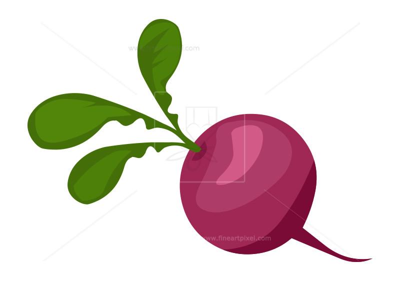 Radish Logo - Radish For Logo | Free vectors, illustrations, graphics, clipart, PNG ...