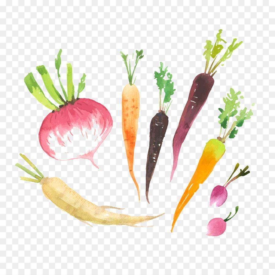 Radish Logo - Radish Food png download*1000 Transparent Radish png