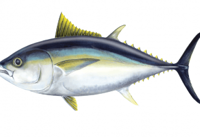 Big Eye Tuna Logo - Bigeye tuna. Australian Fisheries Management Authority
