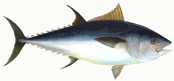 Big Eye Tuna Logo - Bigeye Tuna