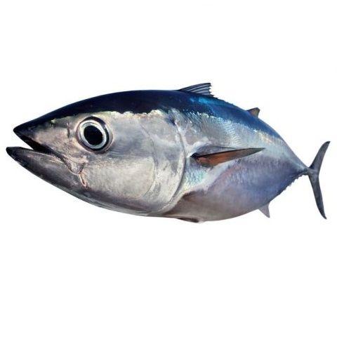 Big Eye Tuna Logo - Bigeye Tuna Trading Species Definition