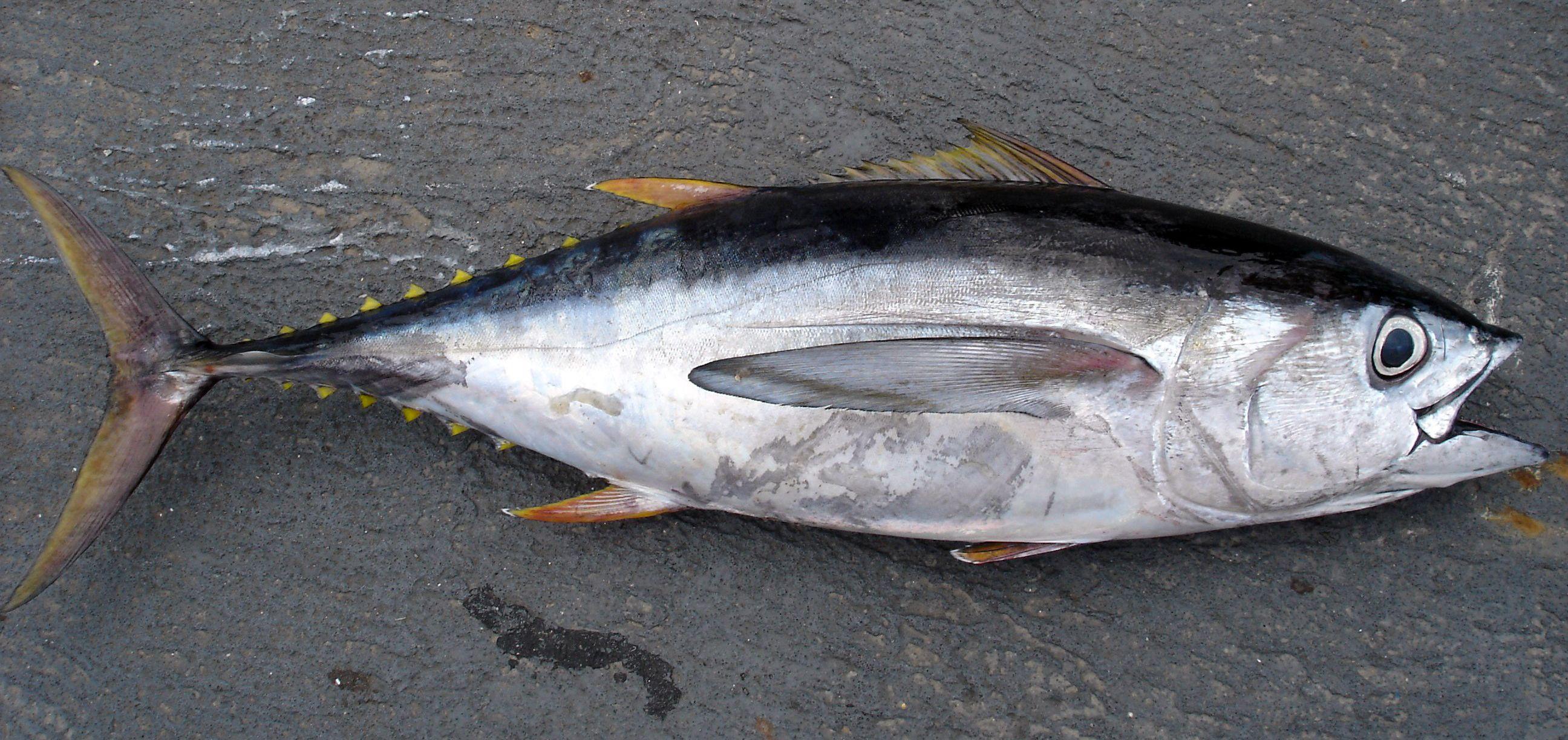 Big Eye Tuna Logo - Bigeye tuna
